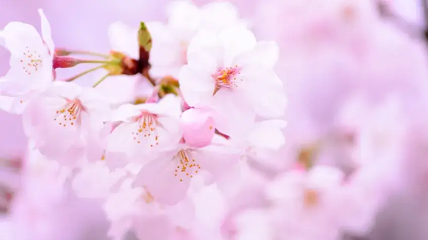 卒業式,入学式,新社会人,桜,イメージ画像