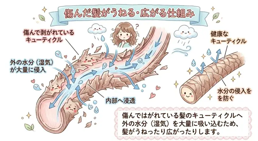 髪が湿度でうねる仕組みのイラスト